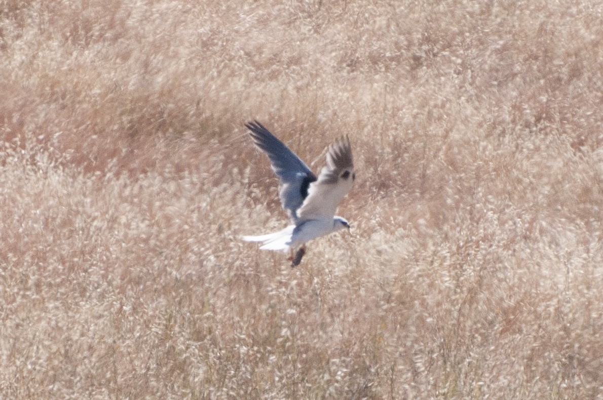 White-tailed Kite - katherine alsup