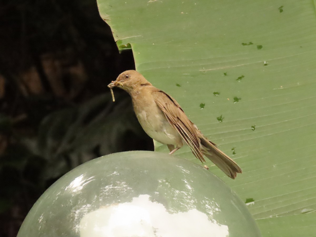 Black-billed Thrush - Juan Gonzalo Mesa Restrepo