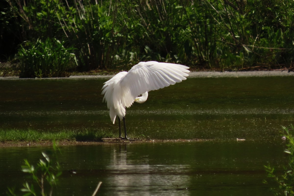 Great Egret - Mike Donaldson