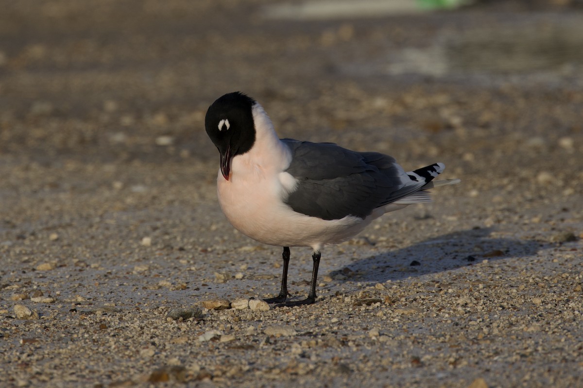 Franklin's Gull - ML618920293