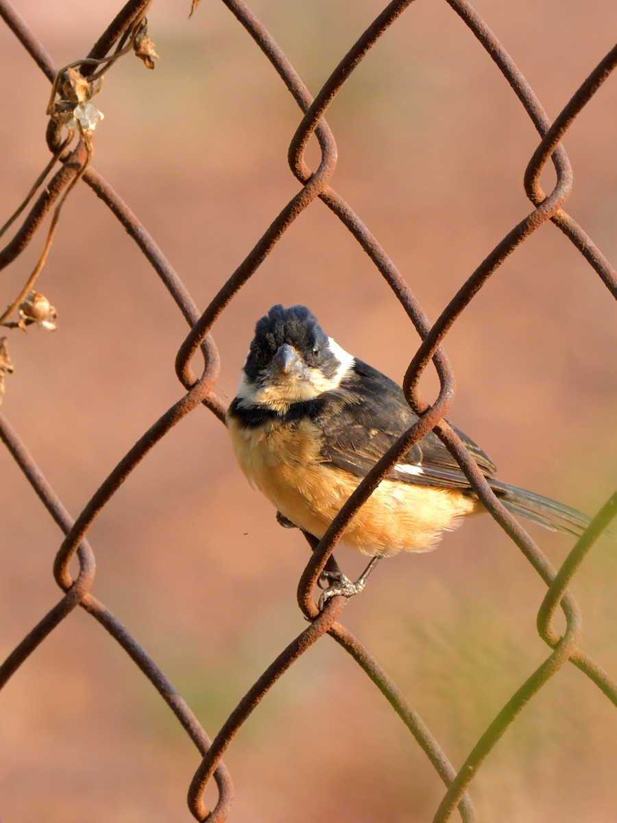 Cinnamon-rumped Seedeater - Isain Contreras