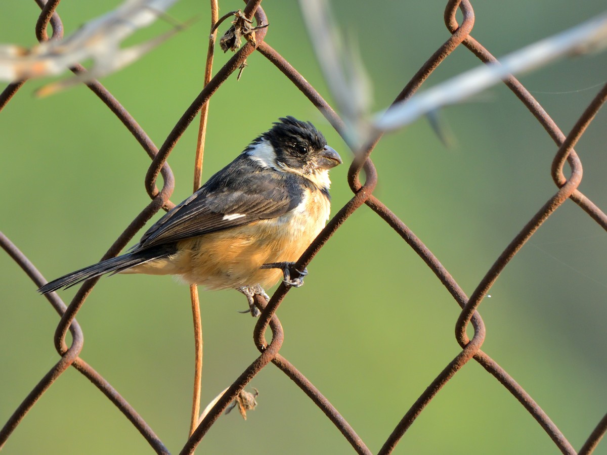 Cinnamon-rumped Seedeater - Isain Contreras