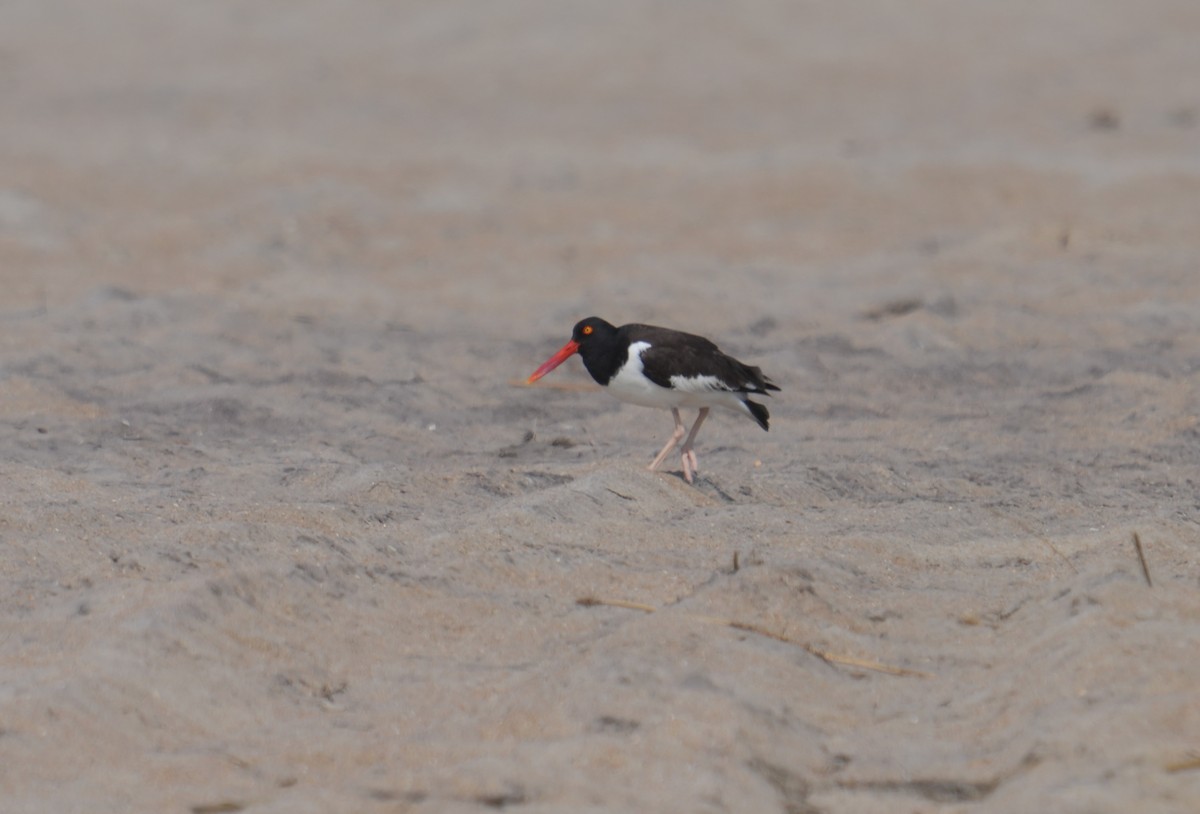 American Oystercatcher - Kevin Scaldeferri