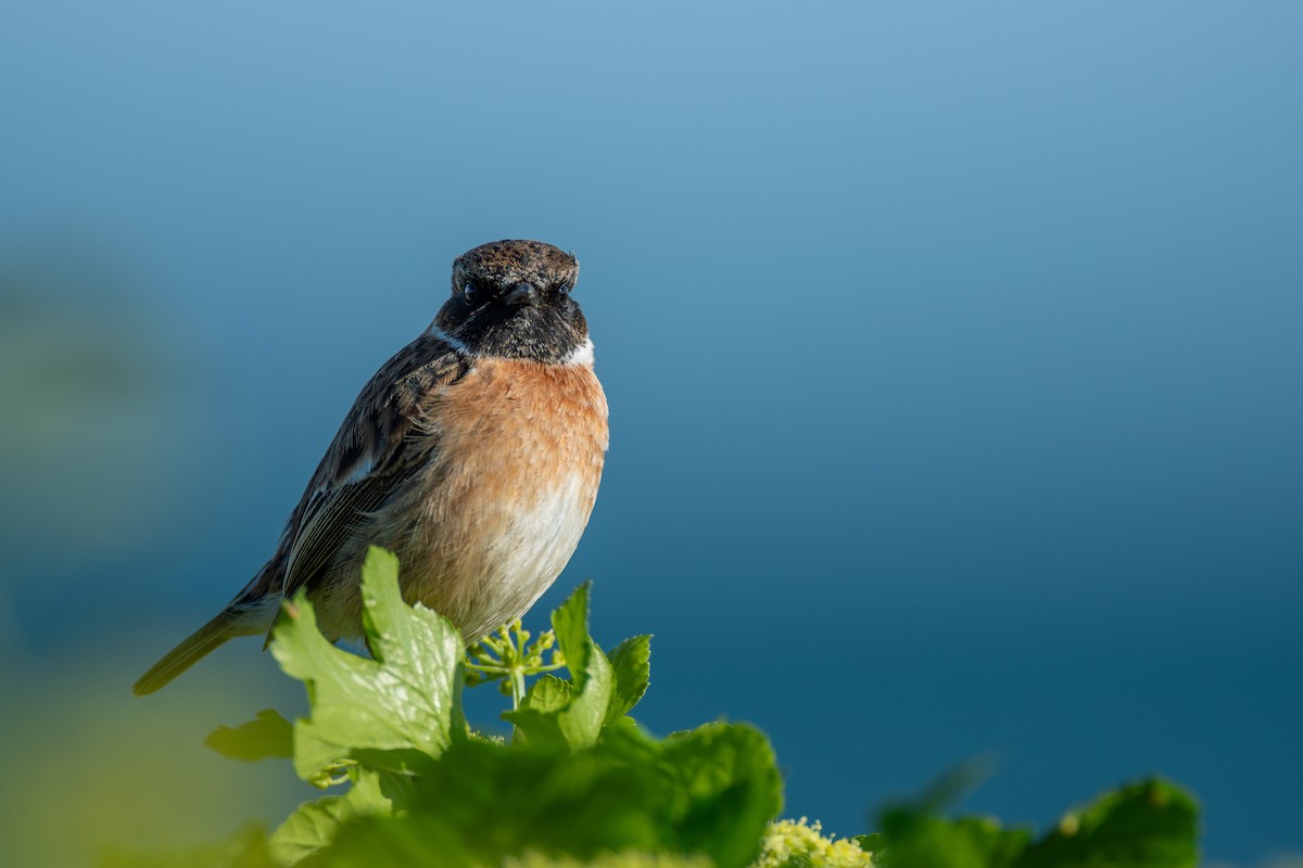 European Stonechat - Lionel Xavier Horn