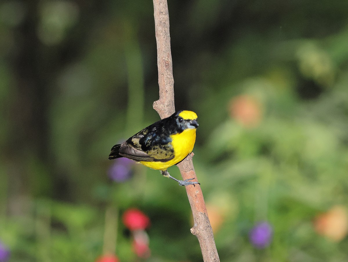 Thick-billed Euphonia - ML618920313