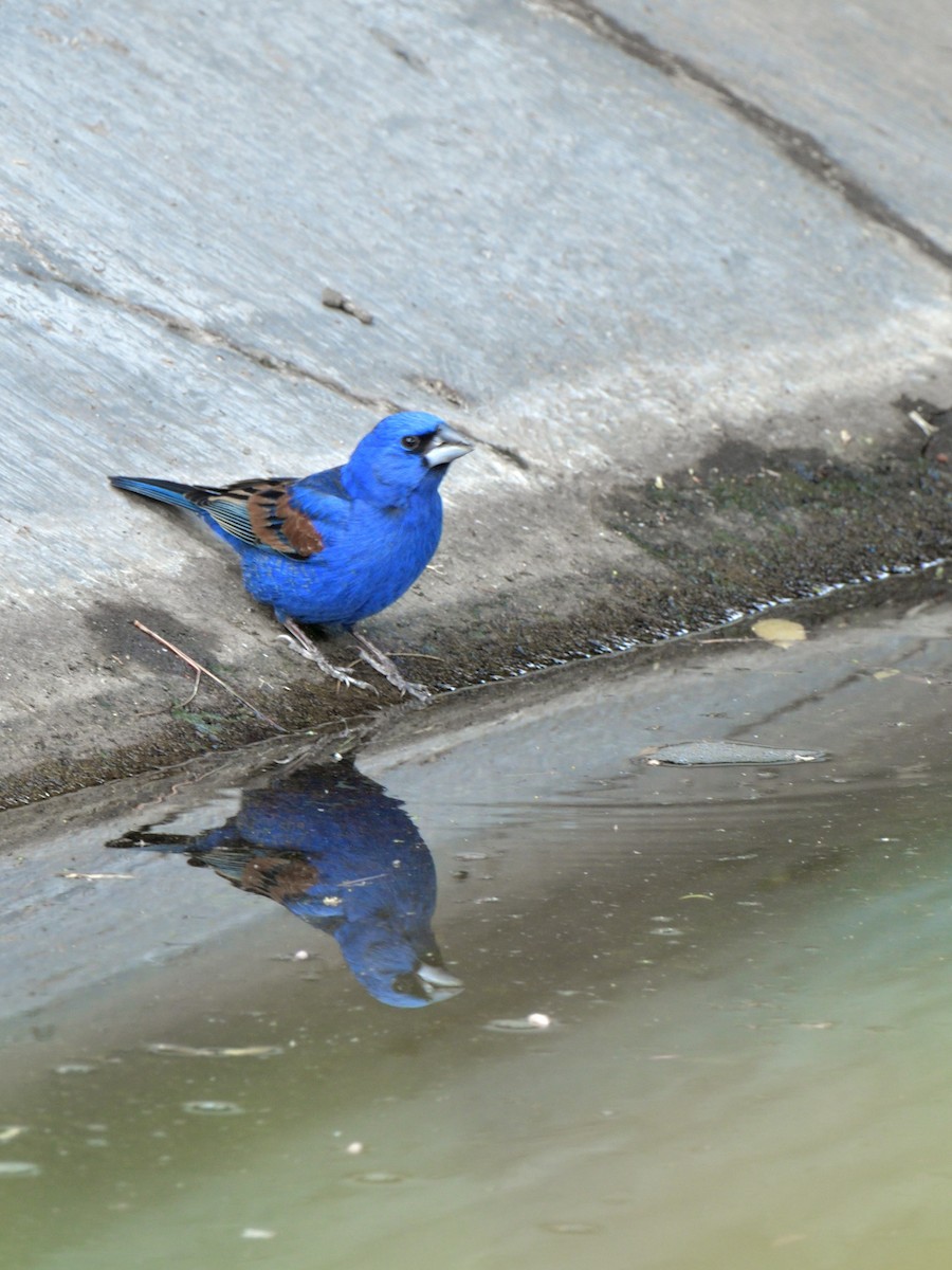 Blue Grosbeak - ML618920318