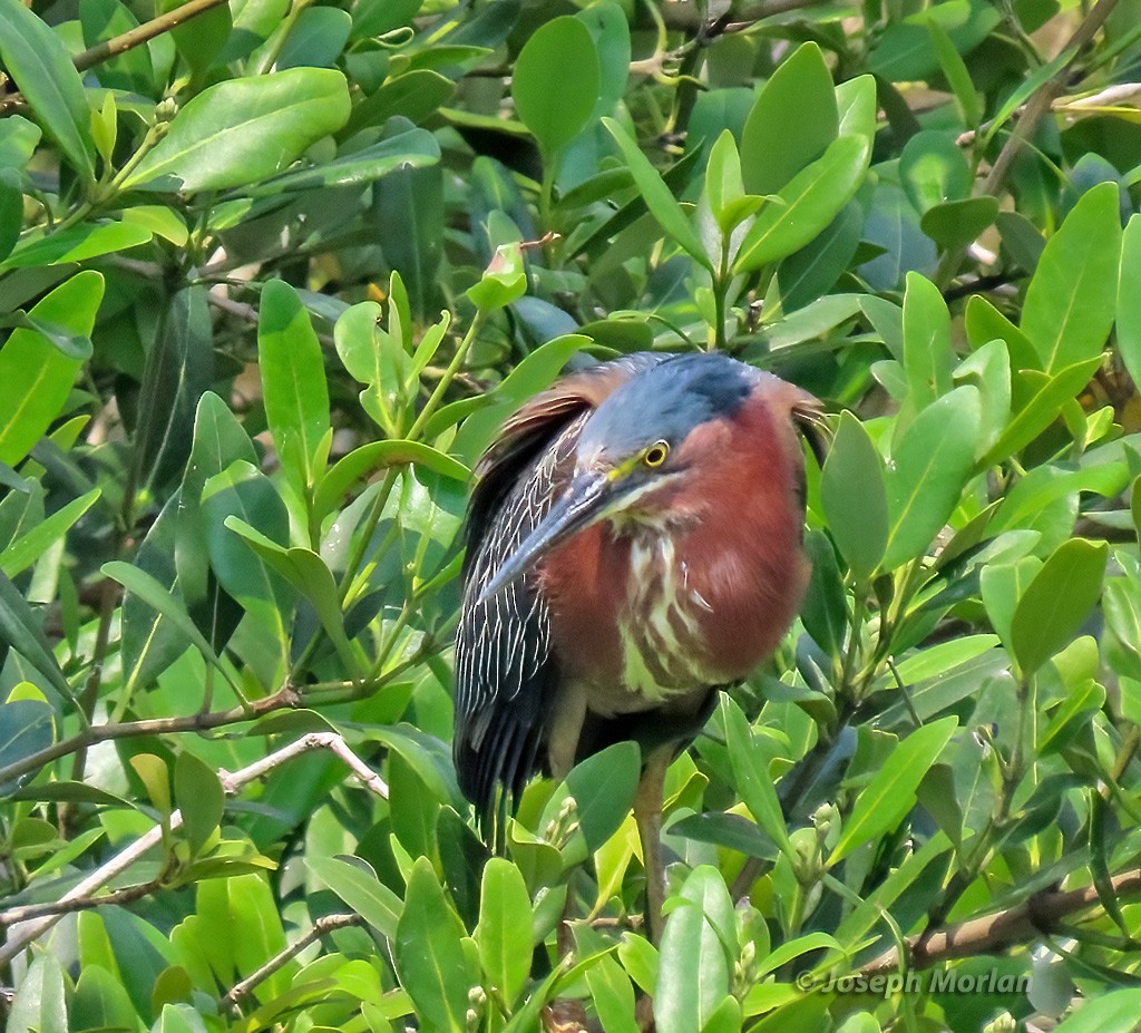 Green Heron - Joseph Morlan