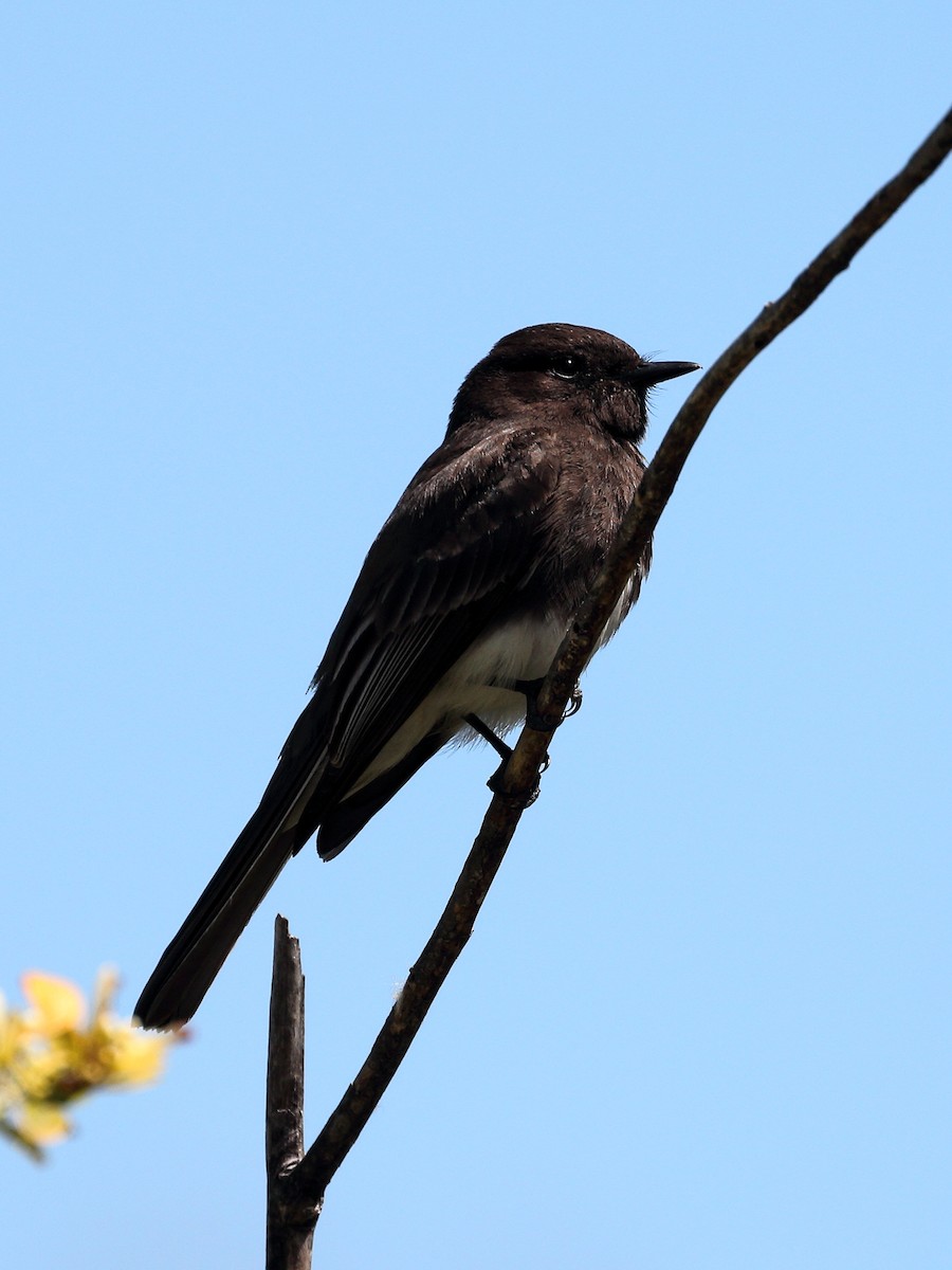 Black Phoebe - Jeffrey Fenwick