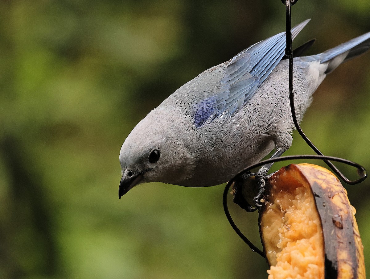 Blue-gray Tanager - ML618920334