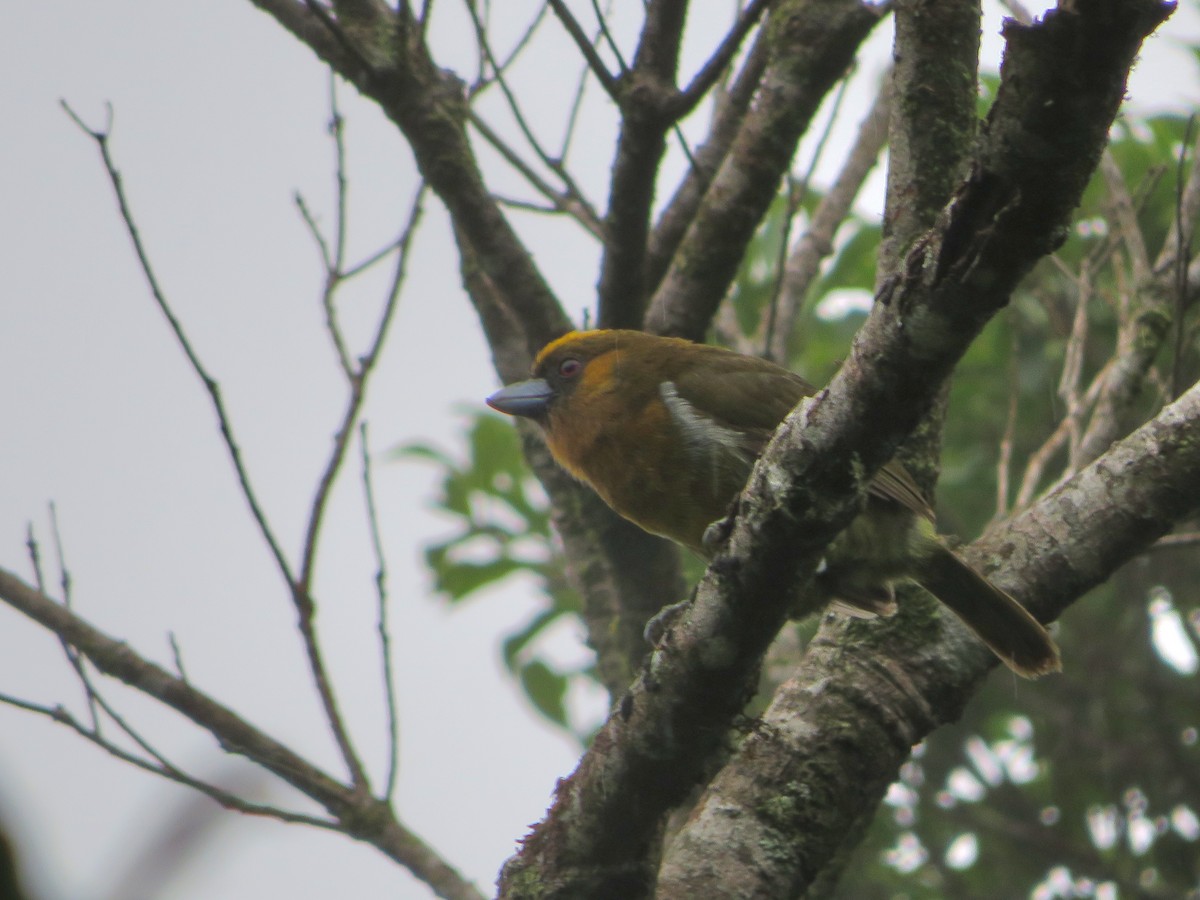 Prong-billed Barbet - Joshimar Navarro