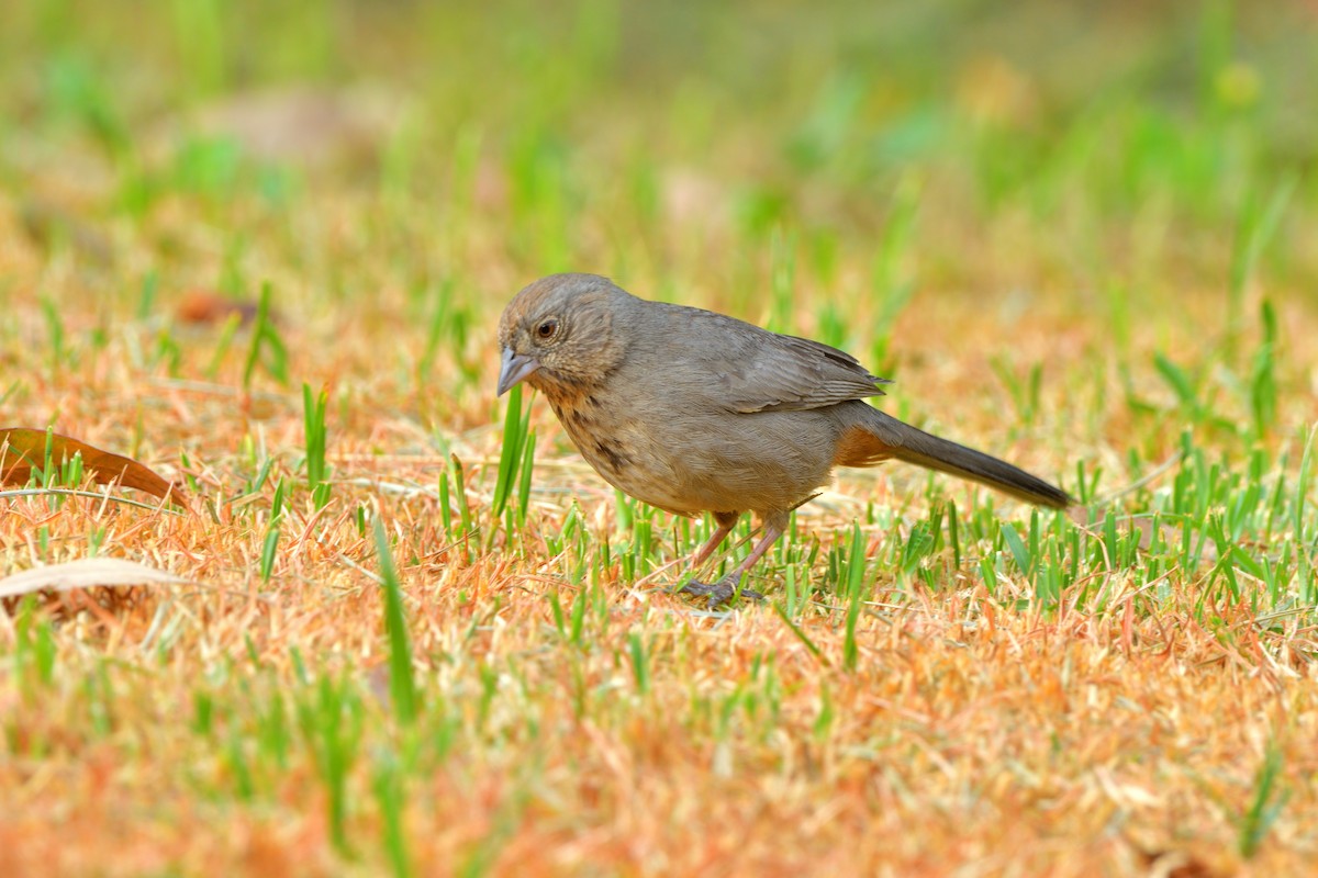 Canyon Towhee - ML618920354