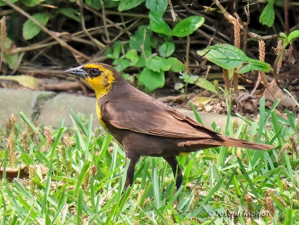 Yellow-headed Blackbird - Joseph Morlan