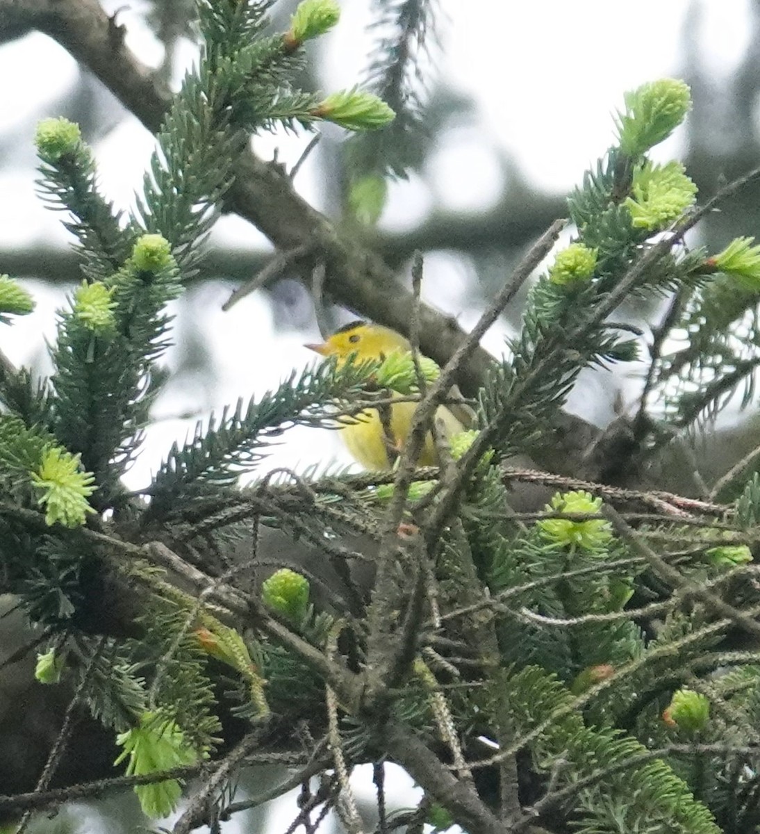 Wilson's Warbler - ML618920372