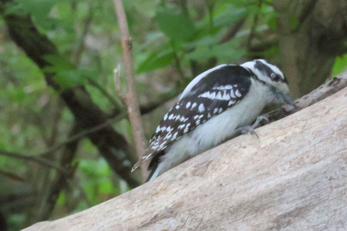 Downy Woodpecker - Finn Etter