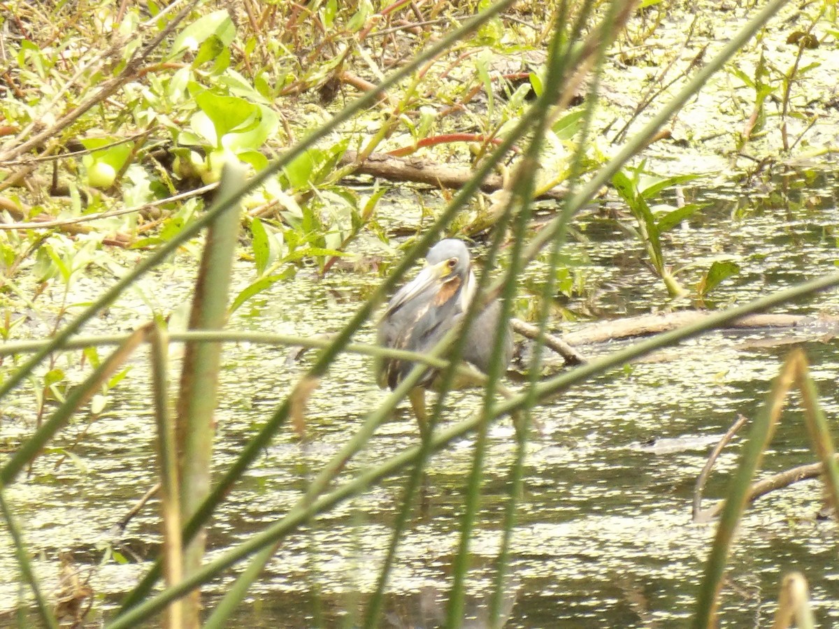 Tricolored Heron - Jerhemy Lonzo