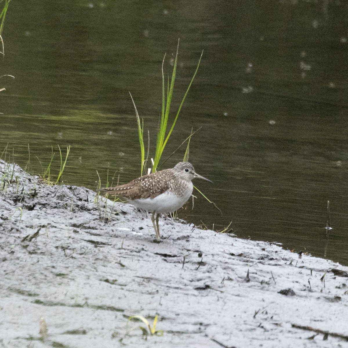 Solitary Sandpiper - ML618920379