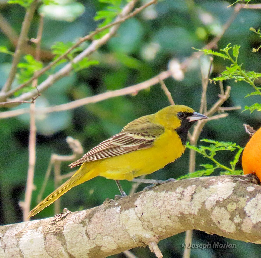 Orchard Oriole - Joseph Morlan