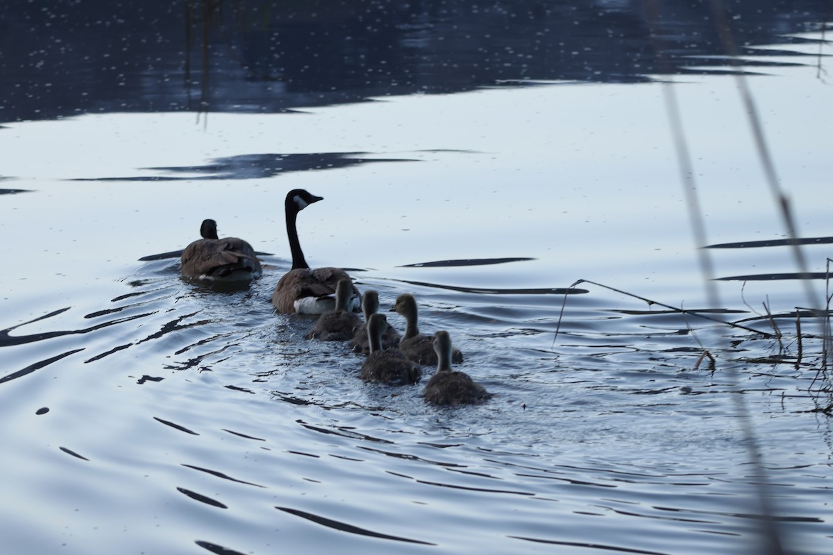 Canada Goose - Jon Aird