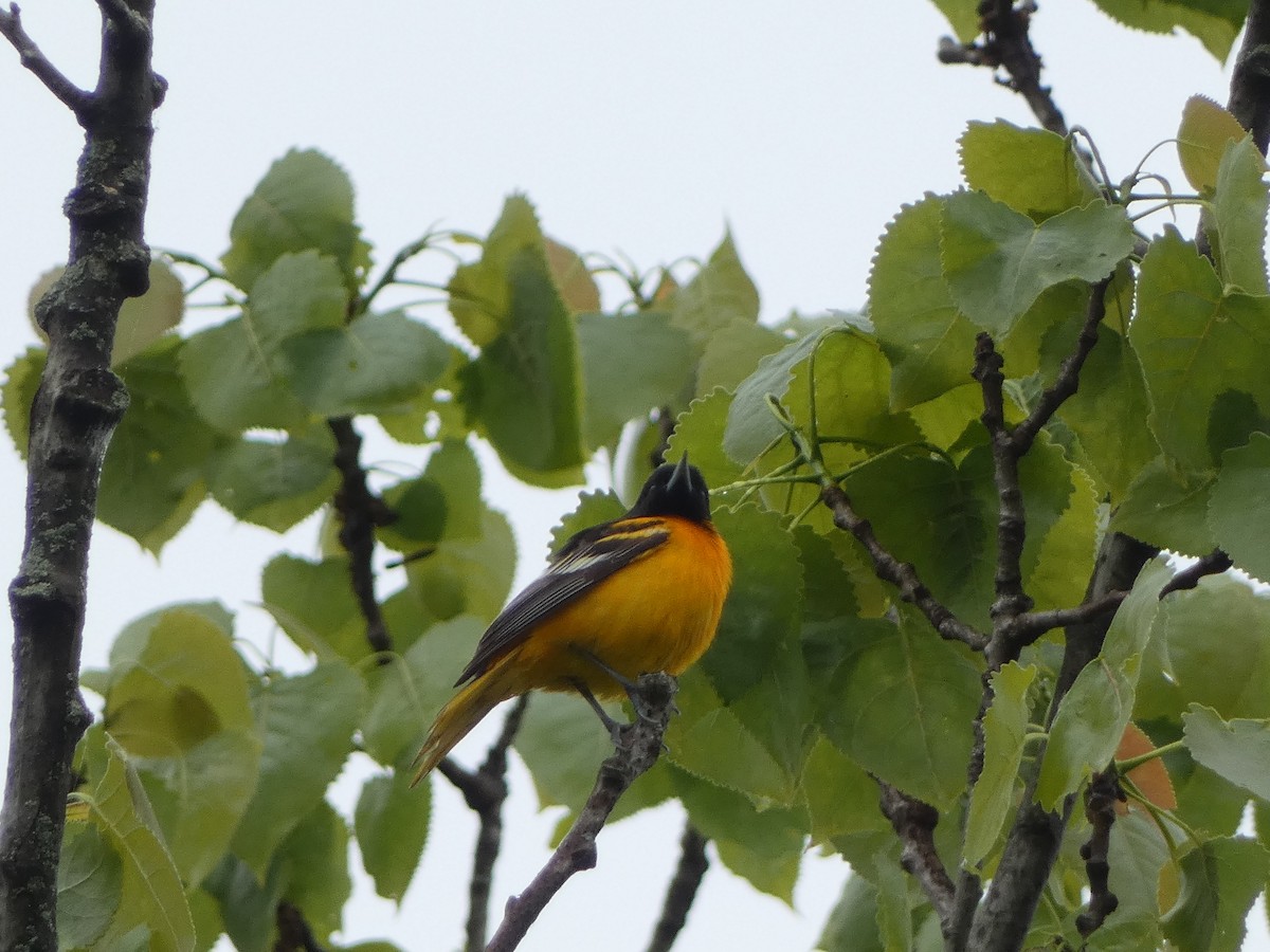 Baltimore Oriole - Anonymous