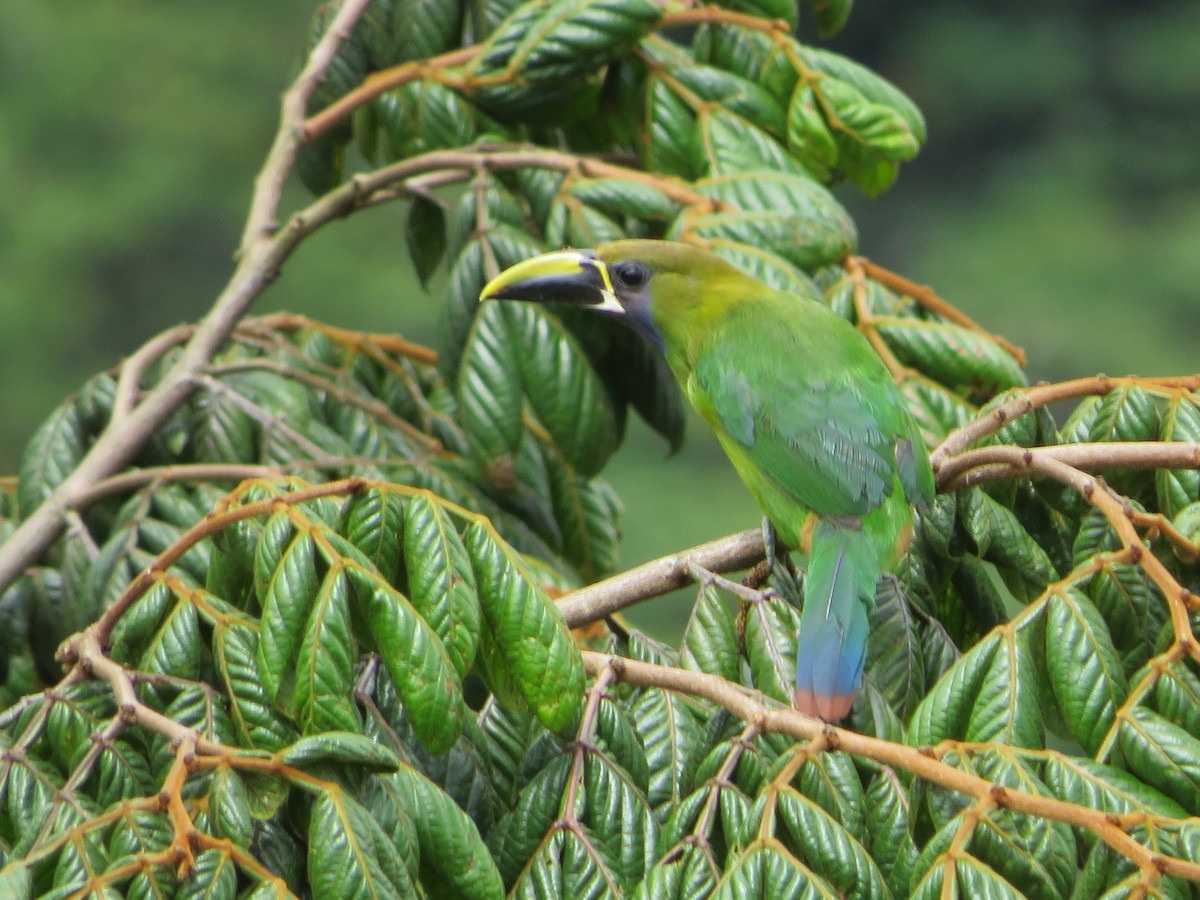 Toucanet émeraude - ML618920418