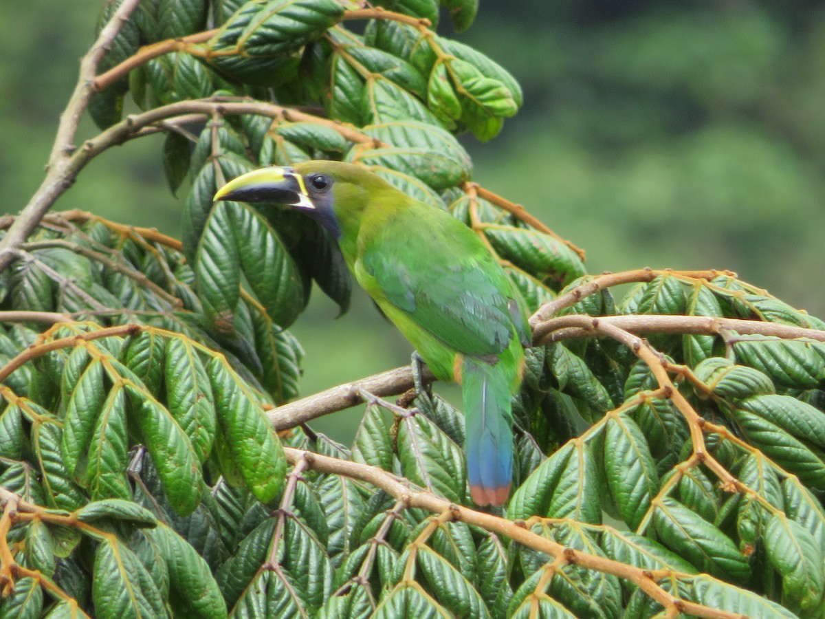 Northern Emerald-Toucanet - ML618920420