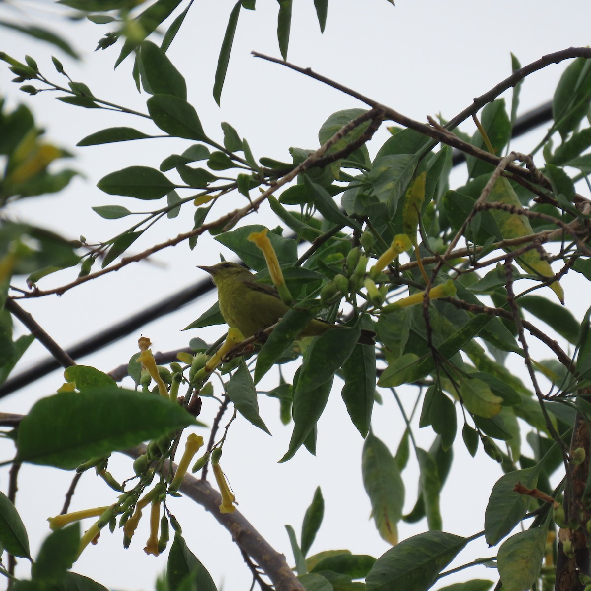 Bullock's Oriole - Brian Nothhelfer