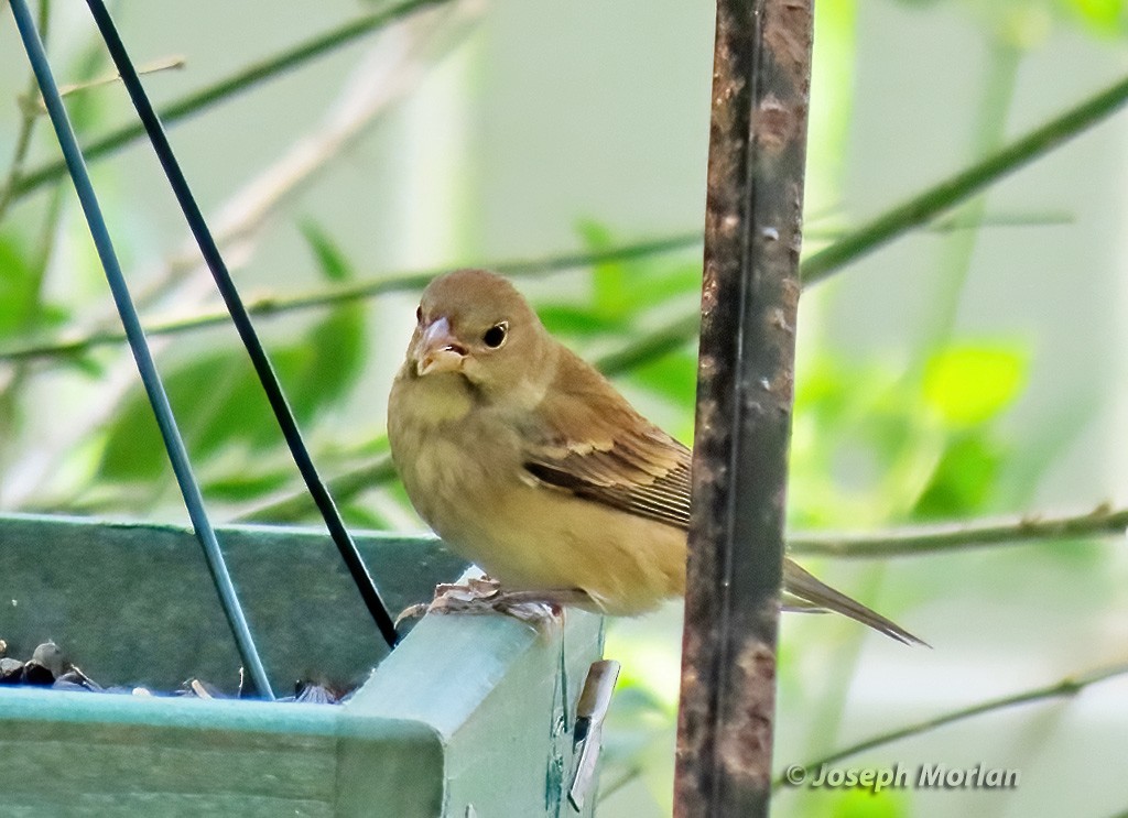 Indigo Bunting - Joseph Morlan