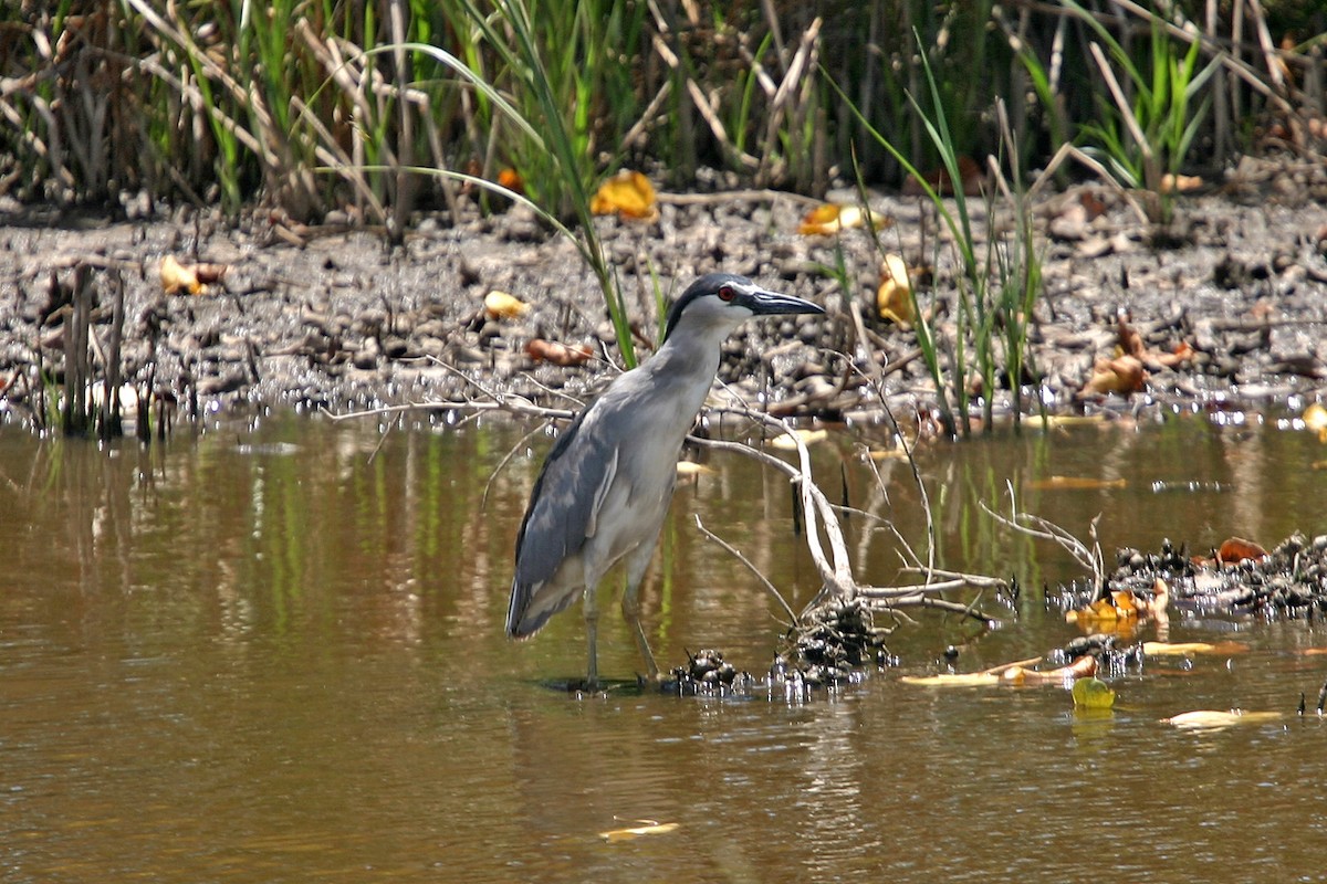 Black-crowned Night Heron (American) - ML618920439