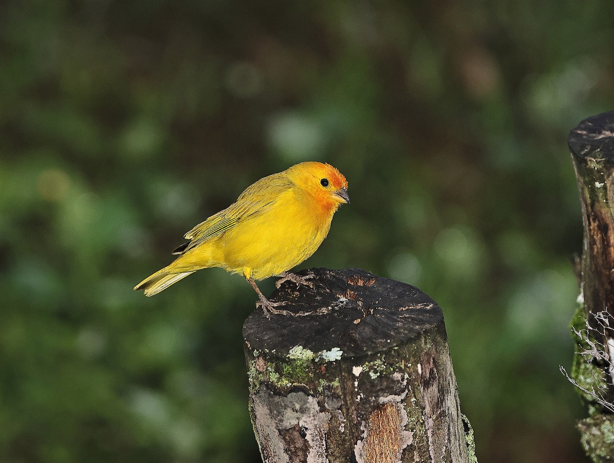 Saffron Finch - ML618920458