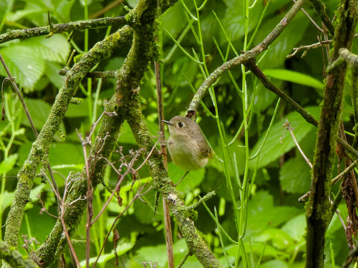 Ruby-crowned Kinglet - Ankur Dave