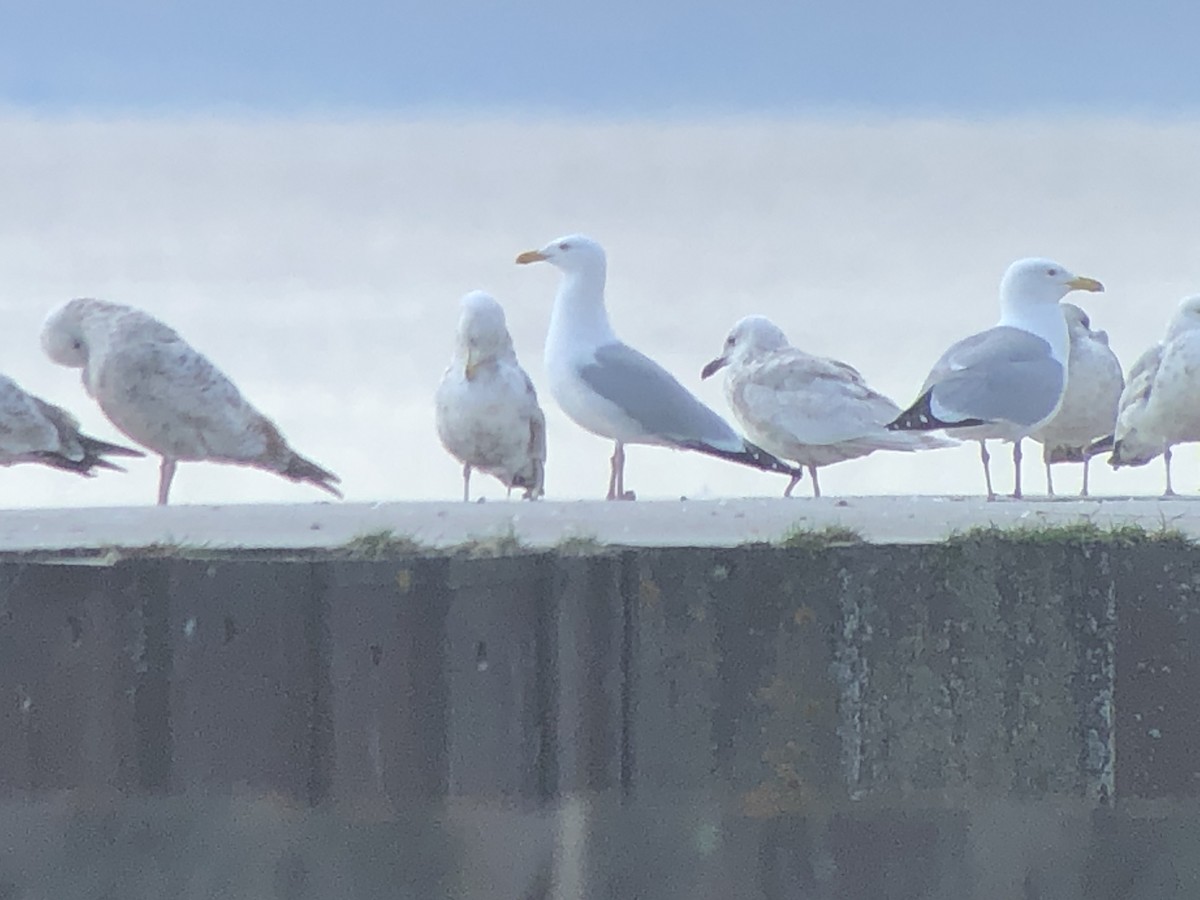 Iceland Gull - Marshall Iliff