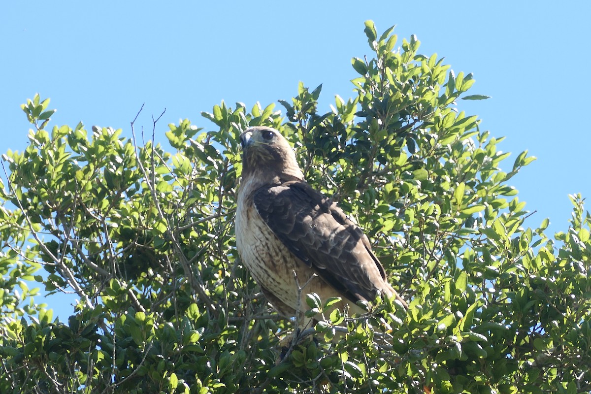 Red-tailed Hawk - Megan  Scott