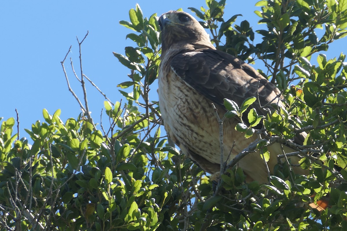 Red-tailed Hawk - Megan  Scott