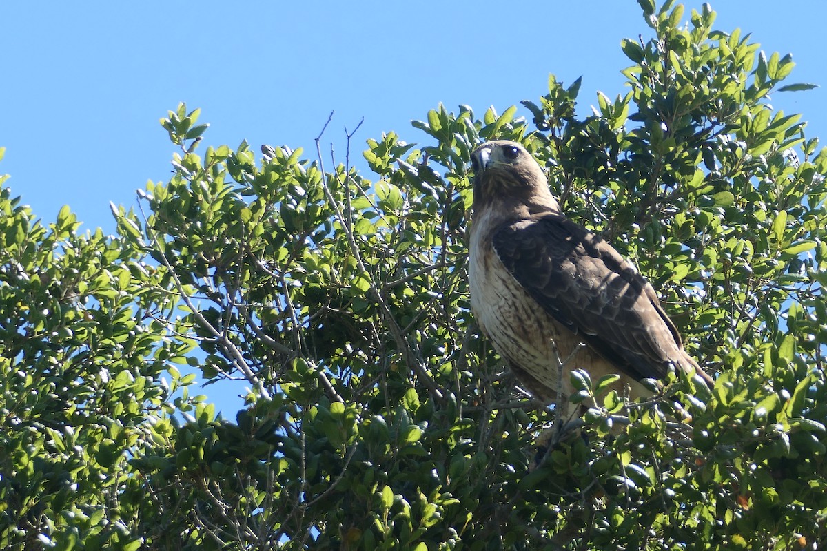 Red-tailed Hawk - Megan  Scott