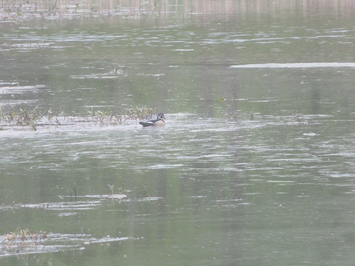 Wood Duck - ML618920481