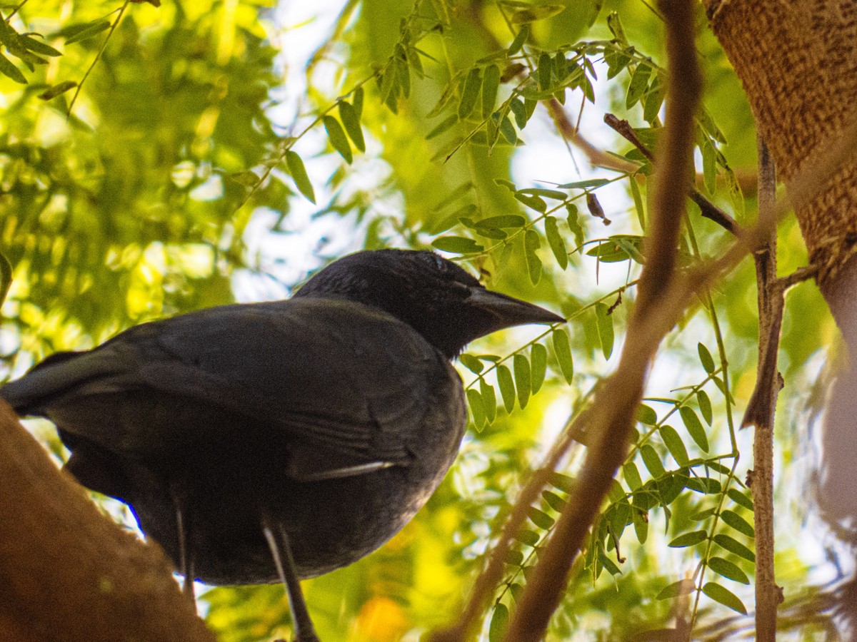 Chopi Blackbird - Gabriel V Leite