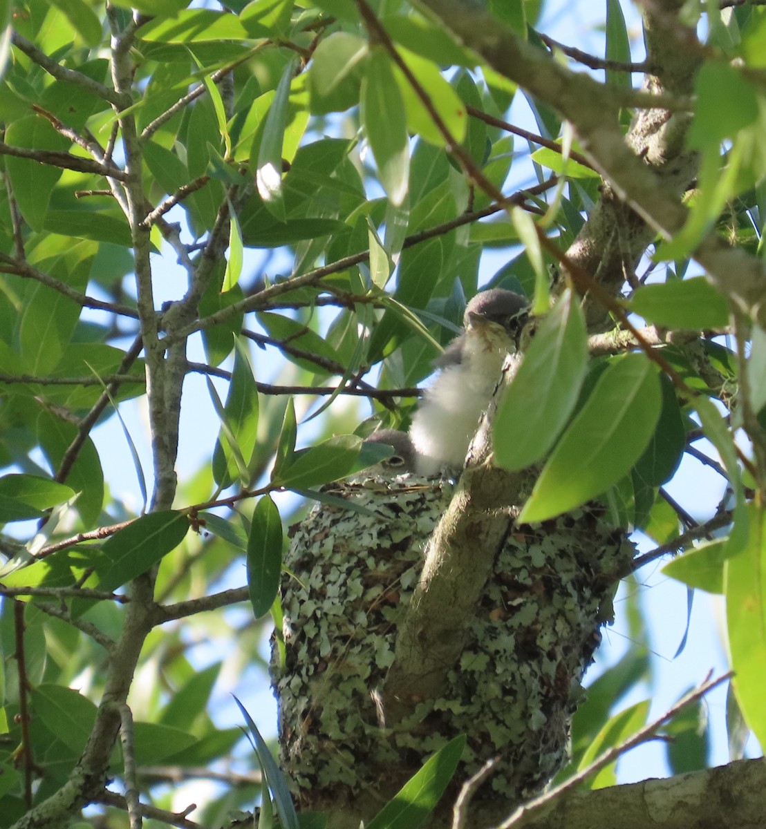 Blue-gray Gnatcatcher - ML618920522