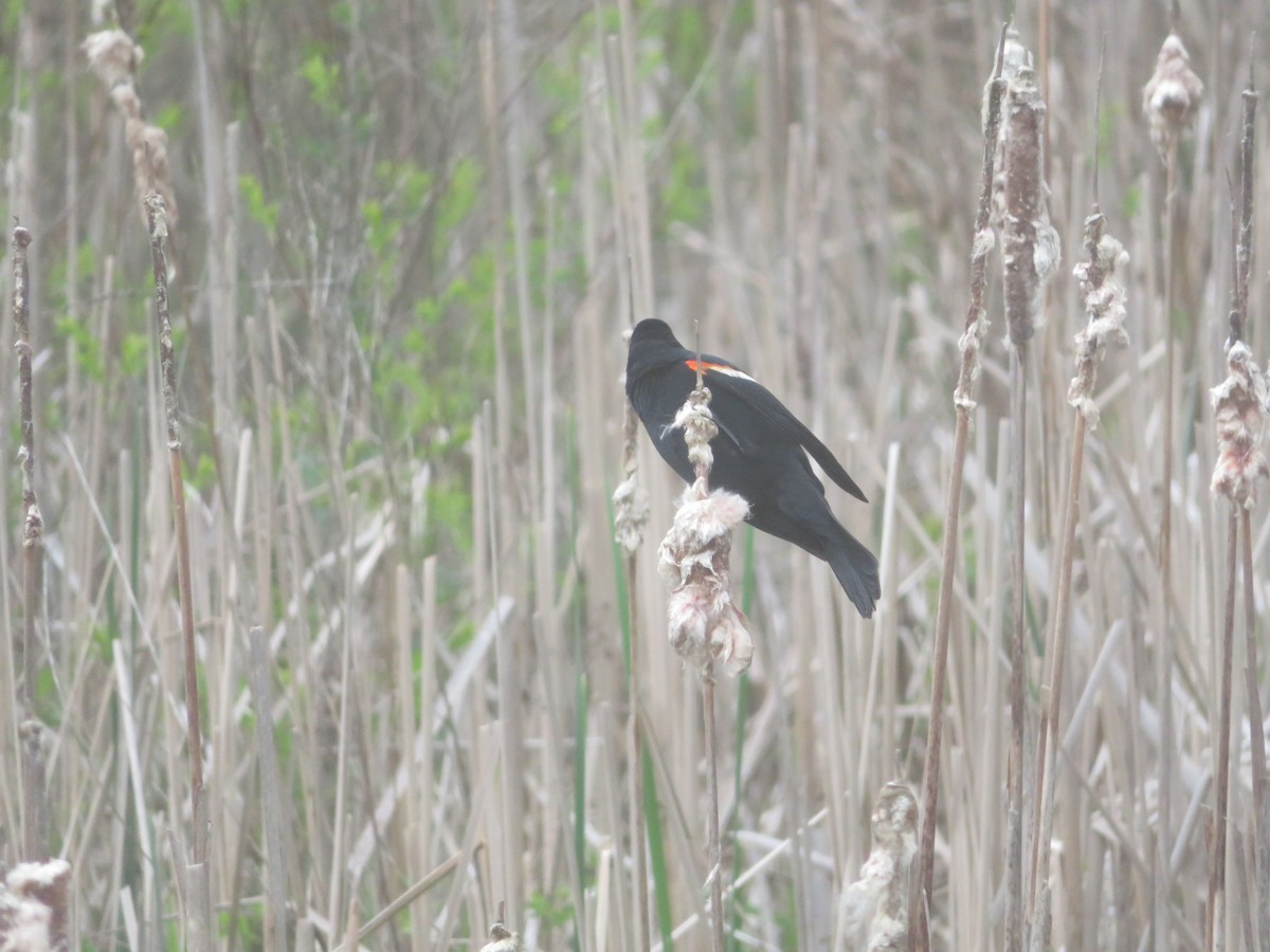 Red-winged Blackbird - William Kuk
