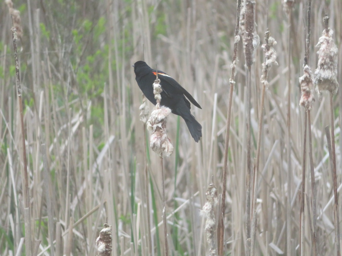 Red-winged Blackbird - ML618920526