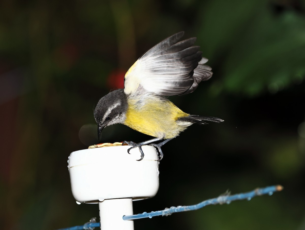 Bananaquit - Juan Gonzalo Mesa Restrepo