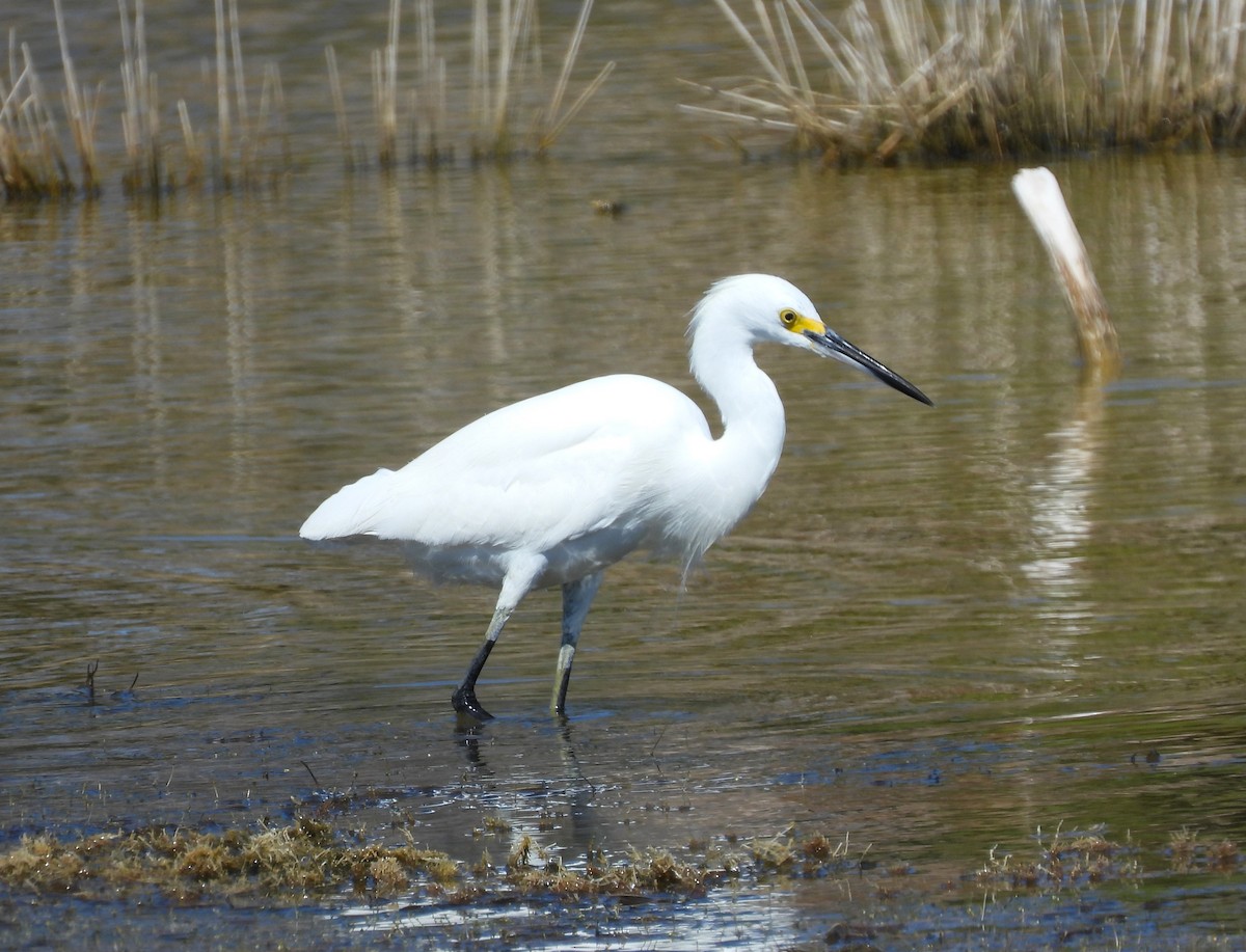 Snowy Egret - Michael W. Sack