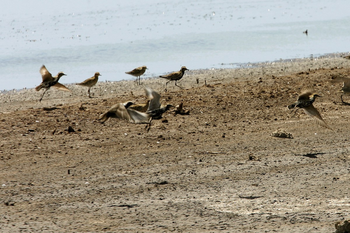 Pacific Golden-Plover - William Clark