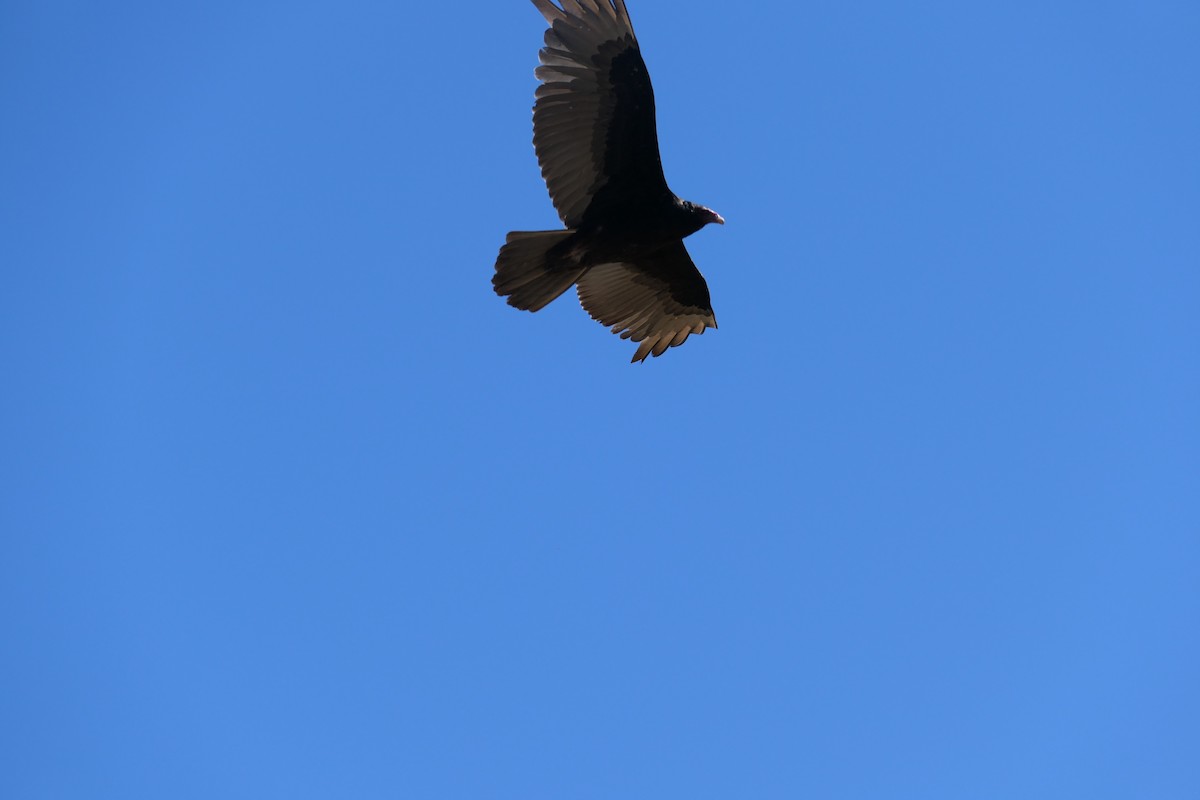 Turkey Vulture - Megan  Scott