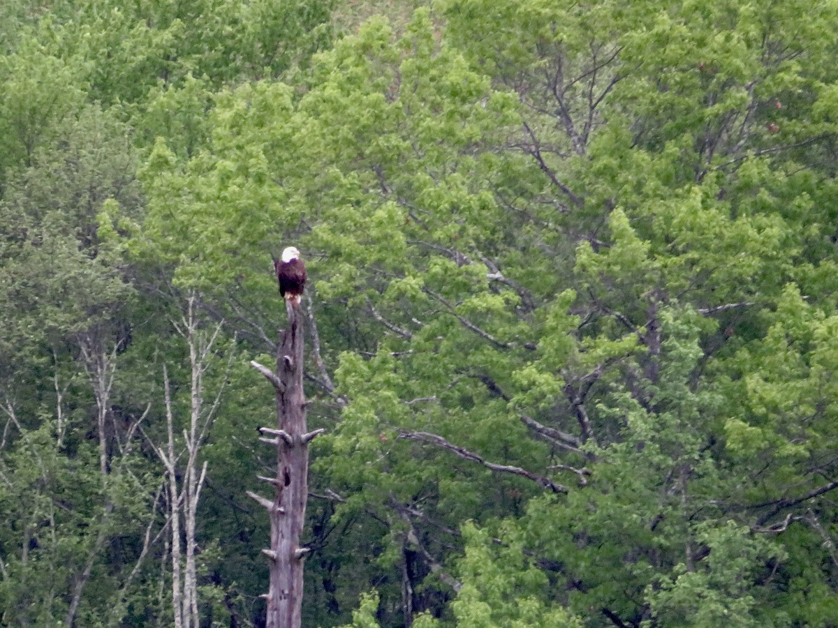 Bald Eagle - scott baldinger