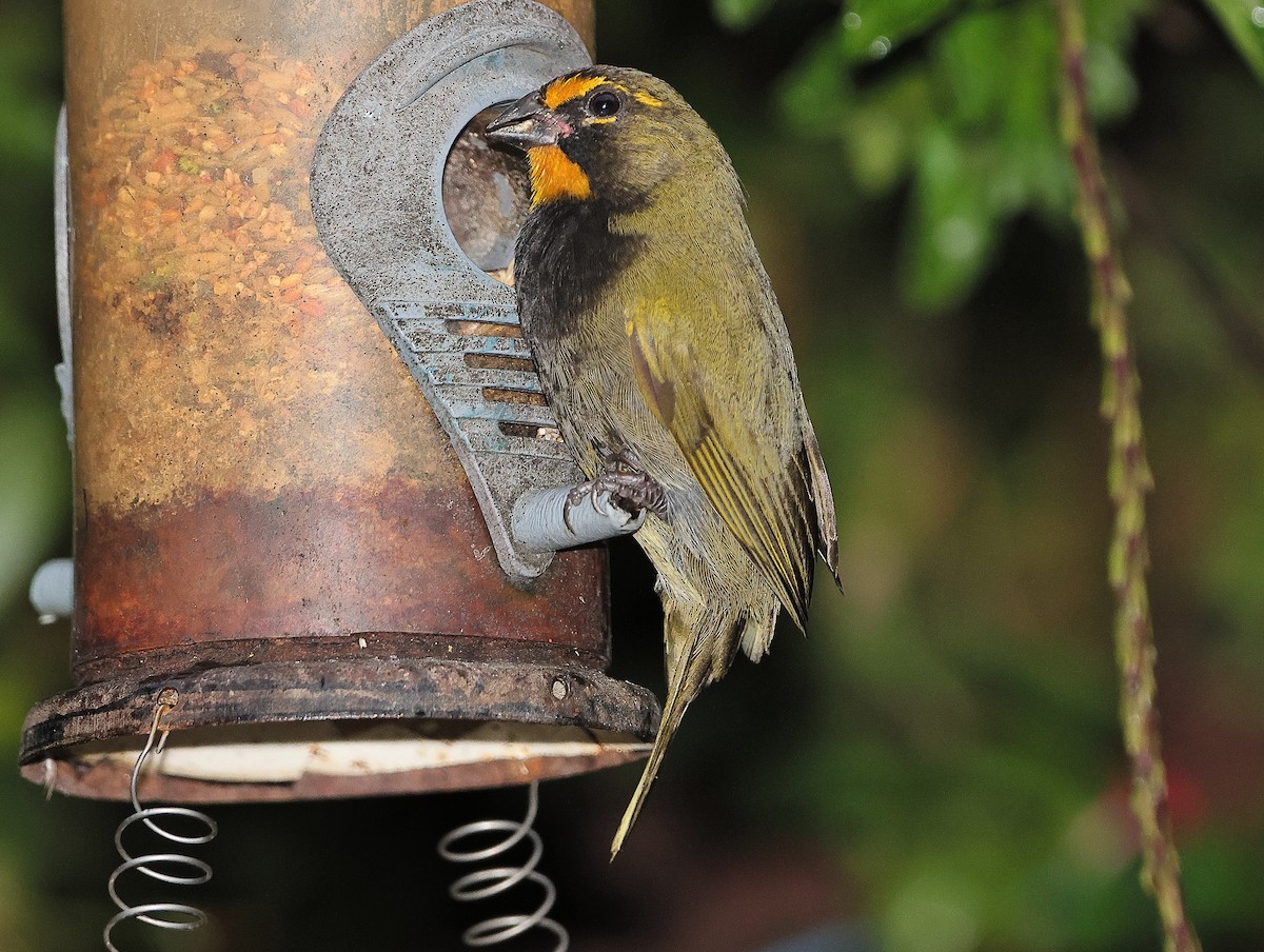 Yellow-faced Grassquit - ML618920561