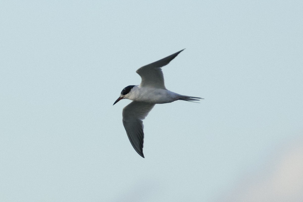 Forster's/Common Tern - ML618920563