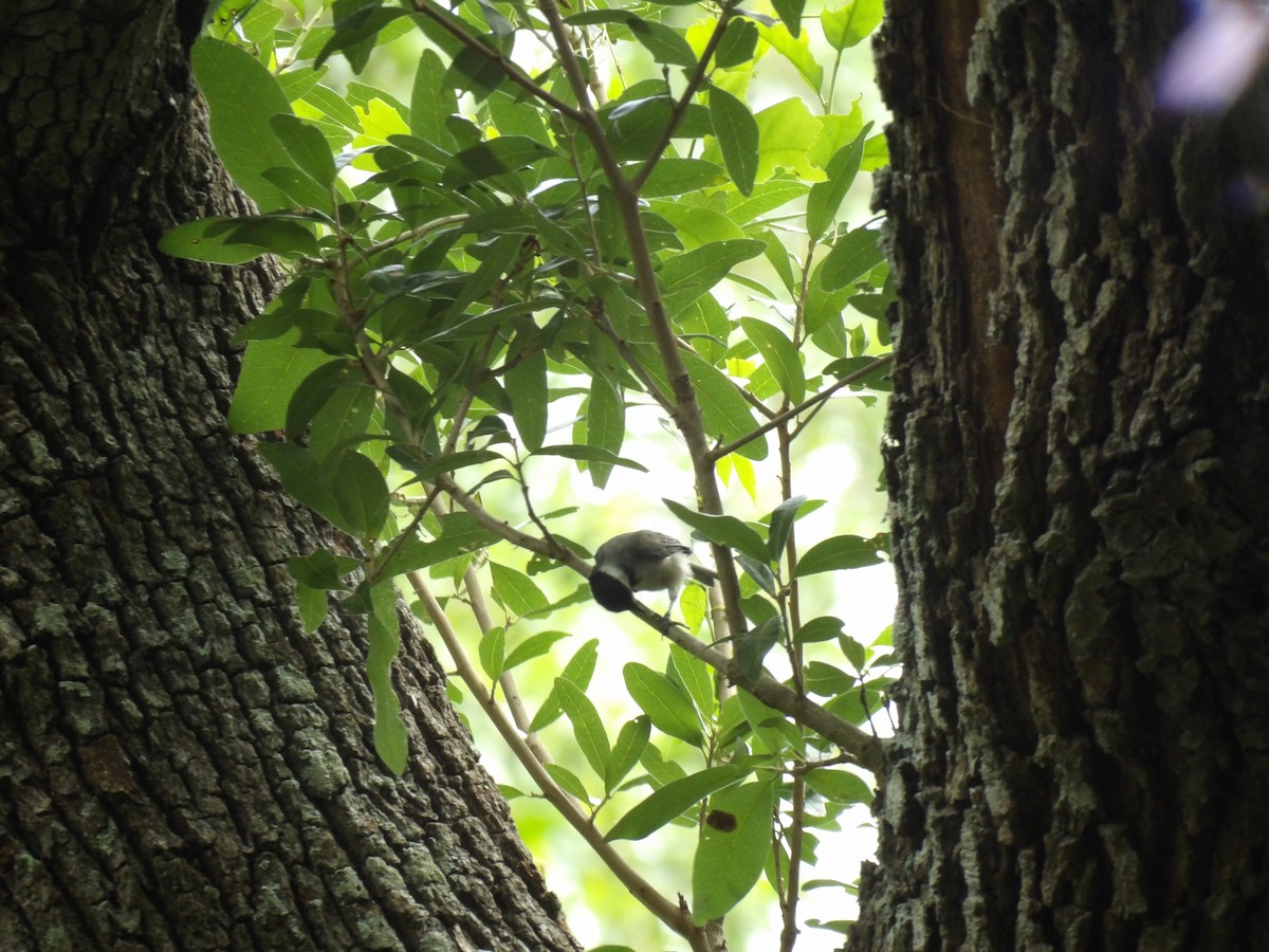 Carolina Chickadee - Jerhemy Lonzo