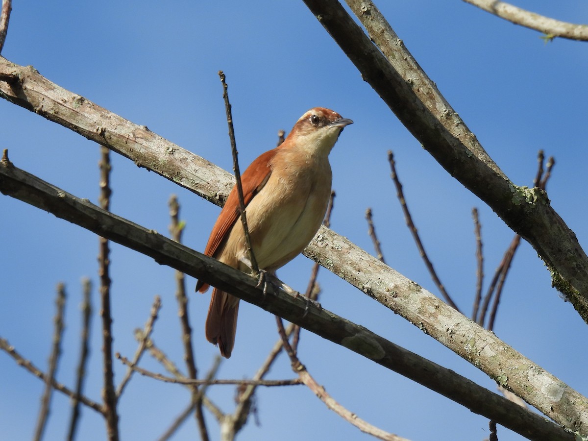 Wing-banded Hornero - Leandro Corrêa