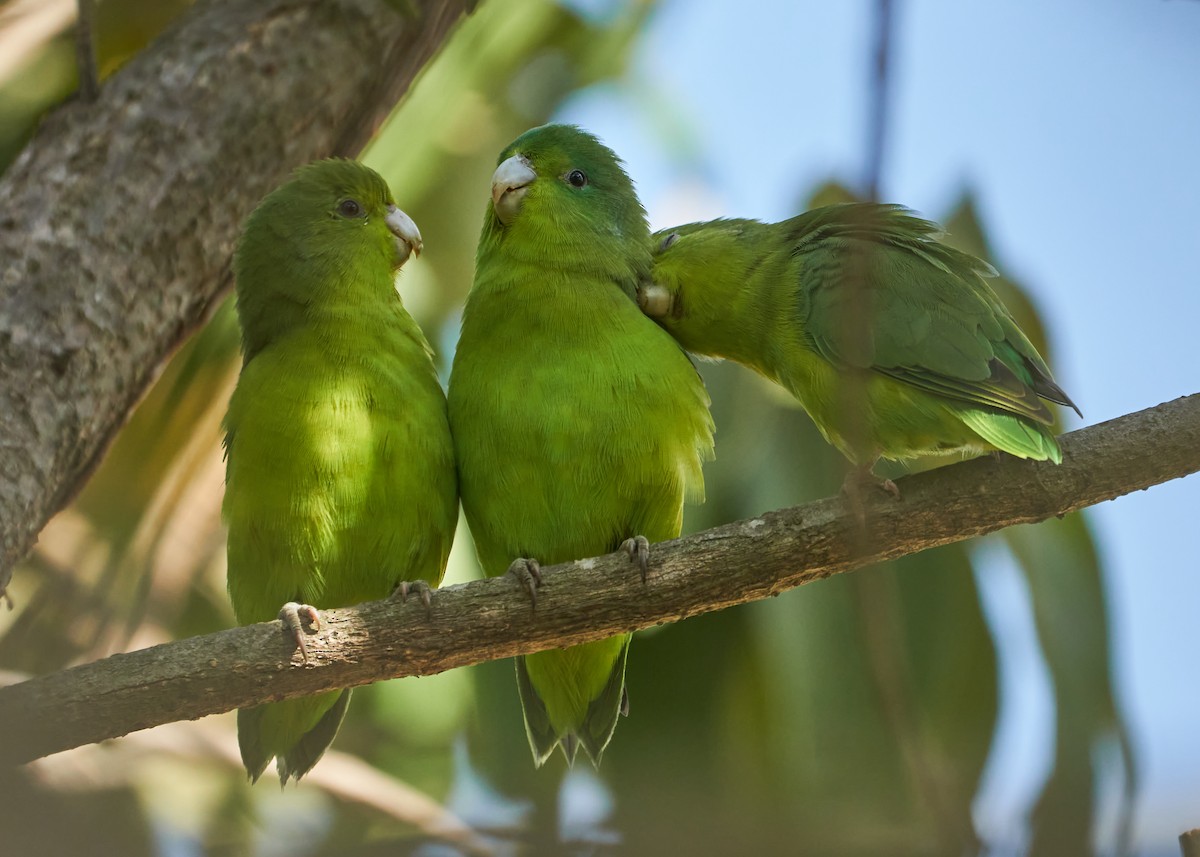 Cobalt-rumped Parrotlet - Daniel Alfenas