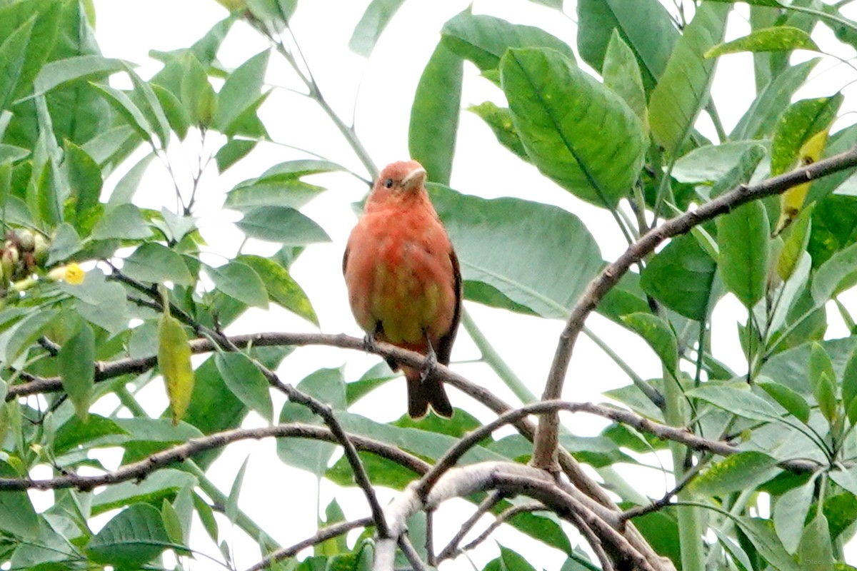 Summer Tanager - Steve Neely